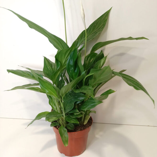 Skrzydłokwiat Spathiphyllum Sweet Chico