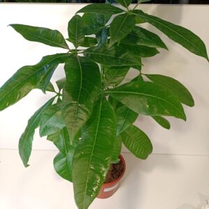 Pachira aquatica (pachira wodna)