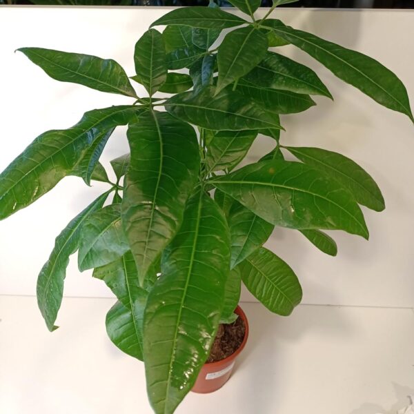 Pachira aquatica (pachira wodna)