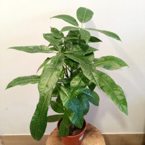 Pachira aquatica (pachira wodna)