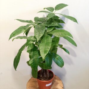 Pachira aquatica (pachira wodna)