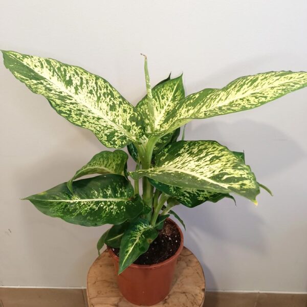 Dieffenbachia Mars