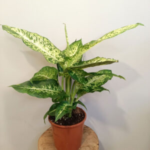 Dieffenbachia Mars