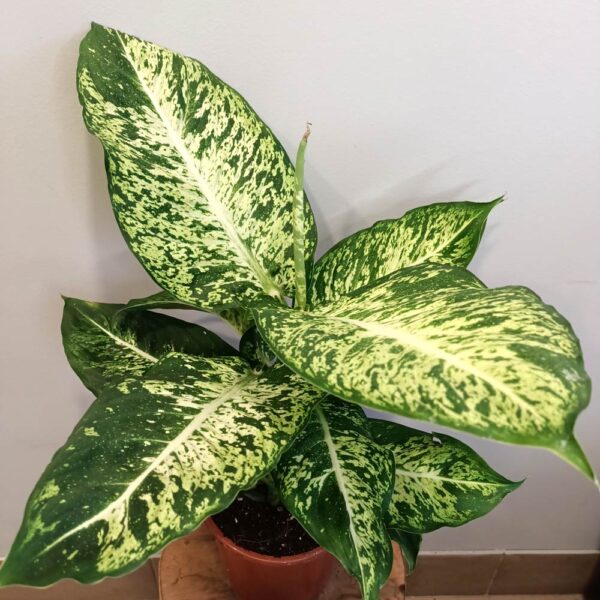 Dieffenbachia Mars