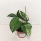Scindapsus Jade Satin Aurea Variegata