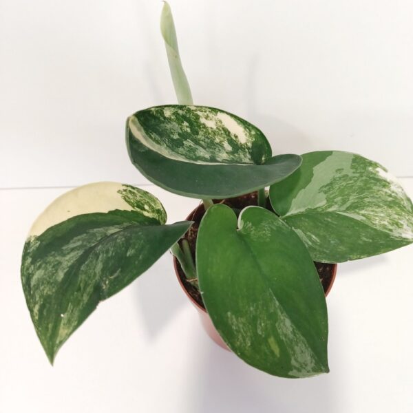 Scindapsus Jade Satin Aurea Variegata Scindapsus Jade Satin Aurea Variegata