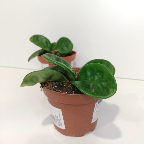 Hoya carnosa Krinkle 8 IIgat Hoya carnosa Krinkle 8 IIgat