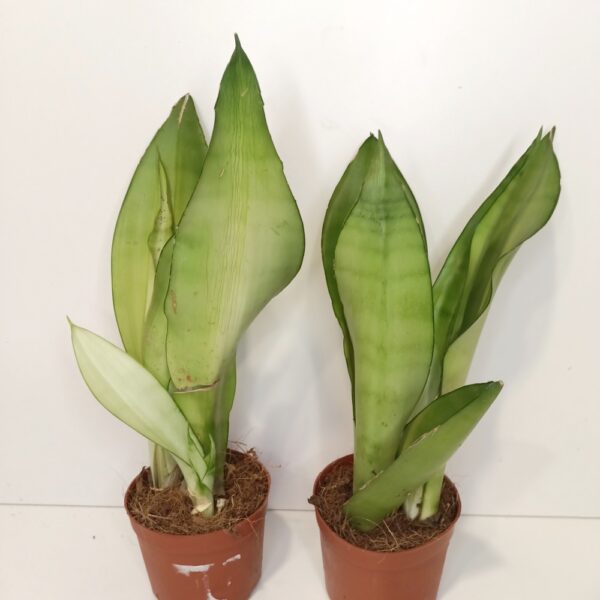 Sansevieria gwinejska Moonshine IIgat Sansevieria gwinejska Moonshine IIgat