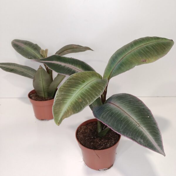 Labisia Pumila IIgat. Labisia Pumila IIgat.