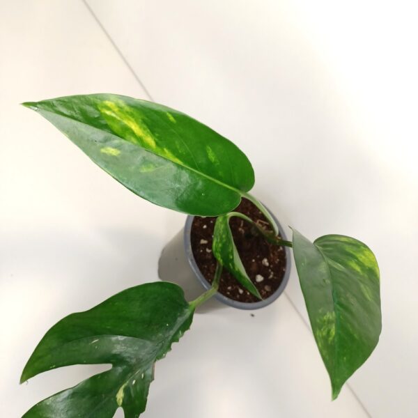 Epipremnum pinnatum Cintho Goldfinger Epipremnum pinnatum Cintho Goldfinger