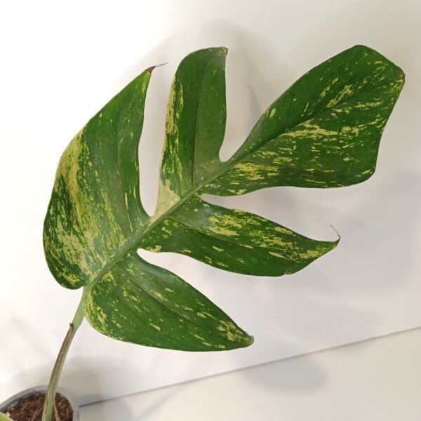 Epipremnum pinnatum Cintho Goldfinger Epipremnum pinnatum Cintho Goldfinger