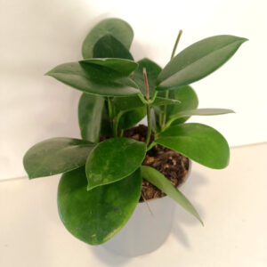 Hoya Australis