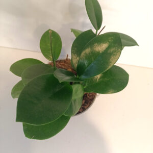 Hoya Australis