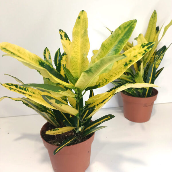 Codiaeum Sunny Star Codiaeum Sunny Star