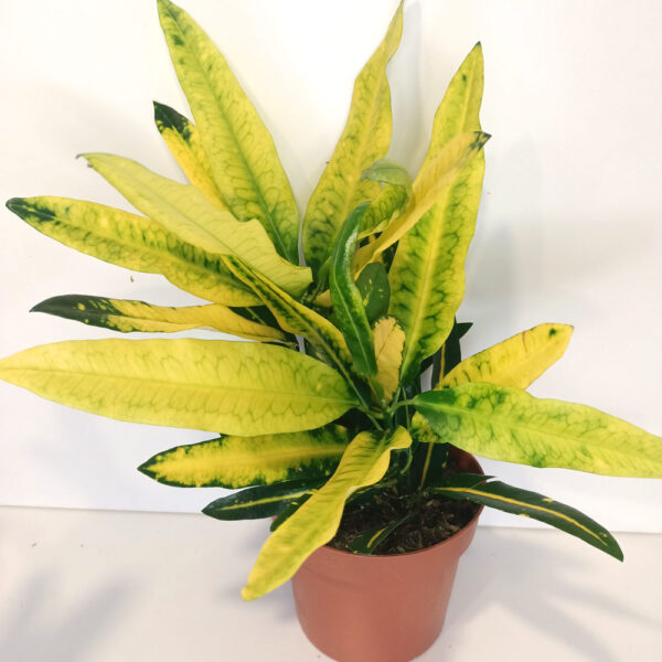 Codiaeum Sunny Star