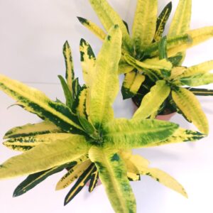 Codiaeum Sunny Star