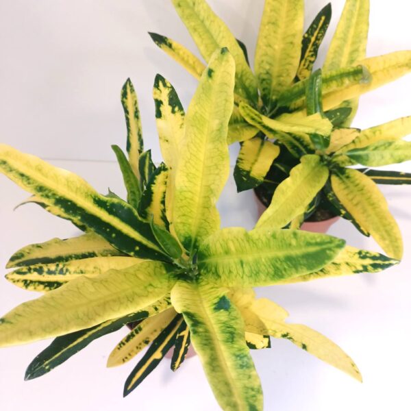 Codiaeum Sunny Star