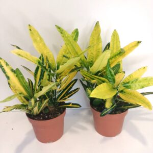Codiaeum Sunny Star