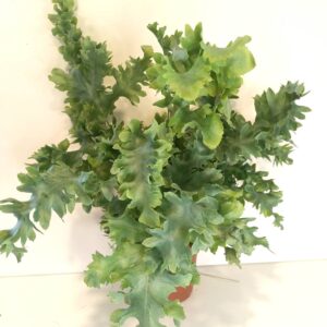 Phlebodium Davana-paproć