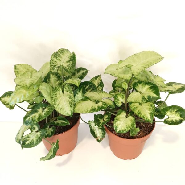 Syngonium Pixie-zroślicha