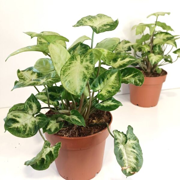 Syngonium Pixie-zroślicha