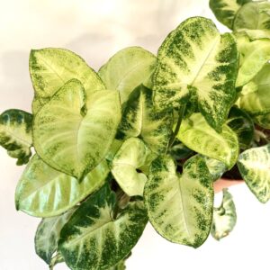 Syngonium Pixie-zroślicha