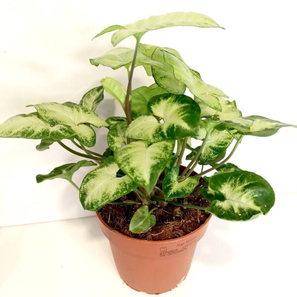 Syngonium Pixie-zroślicha Syngonium Pixie-zroślicha