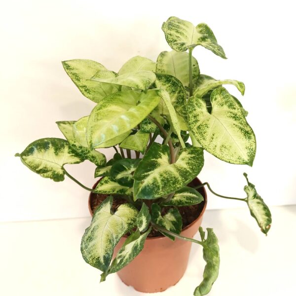 Syngonium Pixie-zroślicha