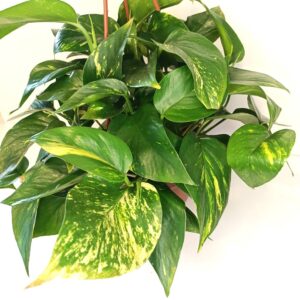 Epipremnum Aureum złociste