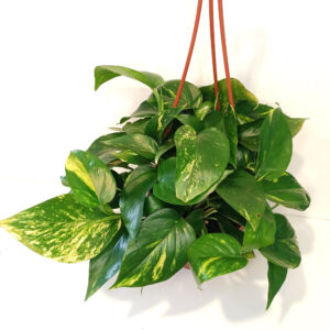 Epipremnum Aureum złociste