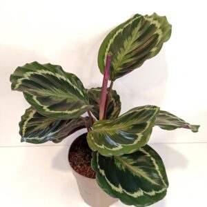 Calathea Medallion