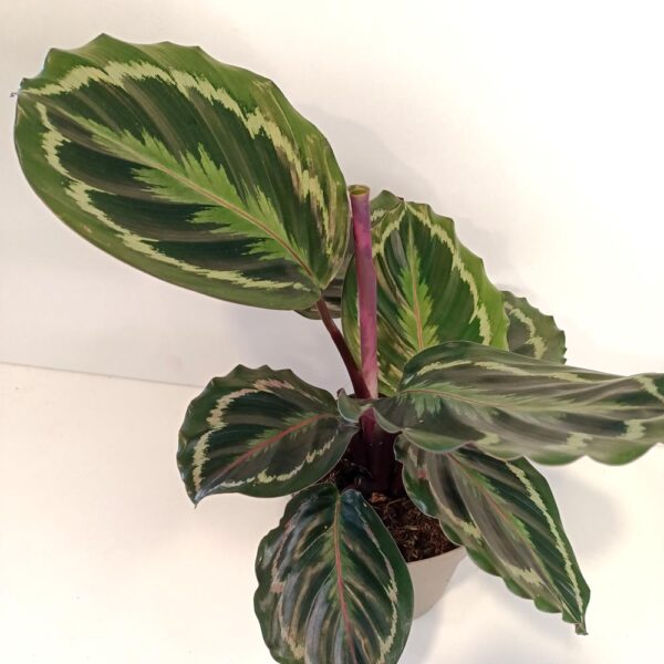 Calathea Medallion