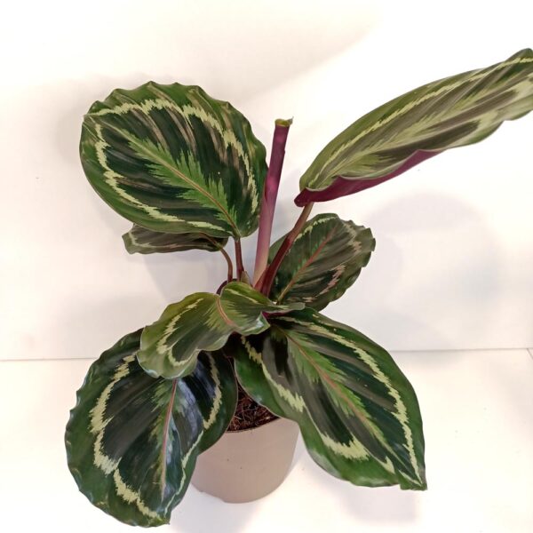 Calathea Medallion