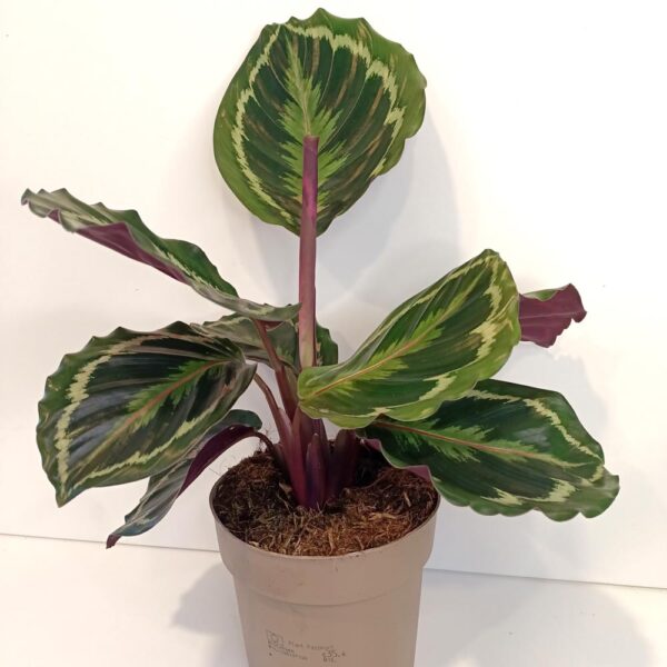 Calathea Medallion Calathea Medallion