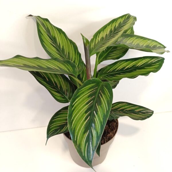 Calathea Beauty Star Calathea Beauty Star