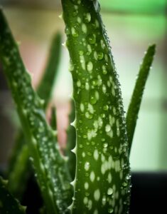 Jak rozmnażać aloes?