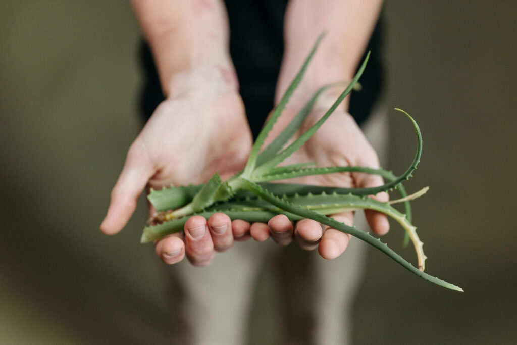 Jak rozmnażać aloes?