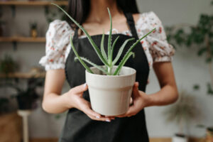 Jak rozmnażać aloes?