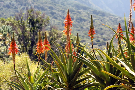 Jak rozmnażać aloes?