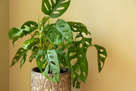 Monstera Monkey Mask