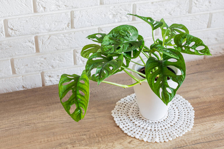 Monstera Monkey Mask