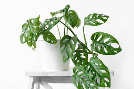 Monstera Monkey Mask