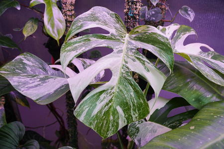 Monstera variegata