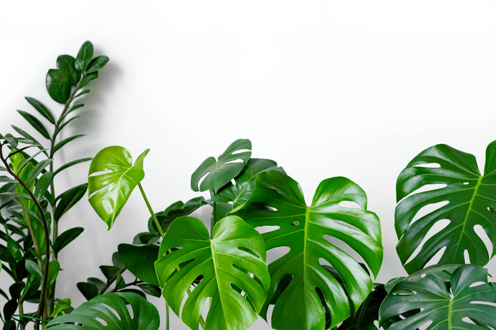 Dlaczego monstera nie ma dziur?