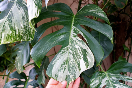 Dlaczego monstera nie ma dziur?