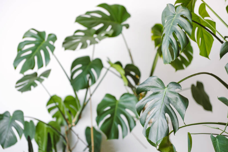 Dlaczego monstera nie ma dziur?