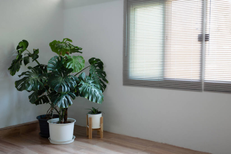 Dlaczego monstera nie ma dziur?