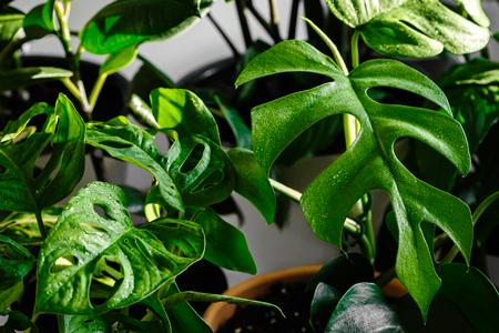 Rośliny na prezent-monstera minima