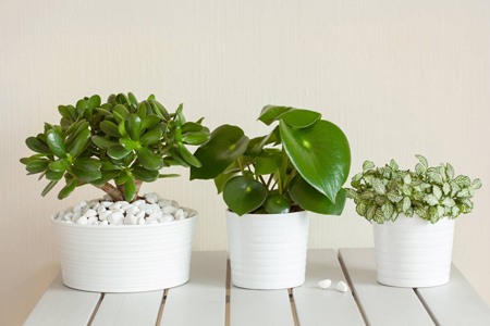 Rośliny na prezent-peperomia