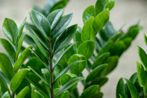Zamioculcas-roślina szczęścia